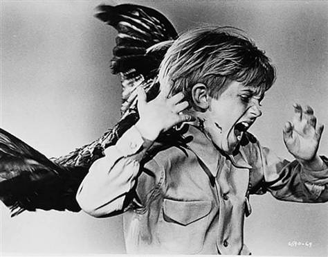 Child Attacked By Bird in The Birds